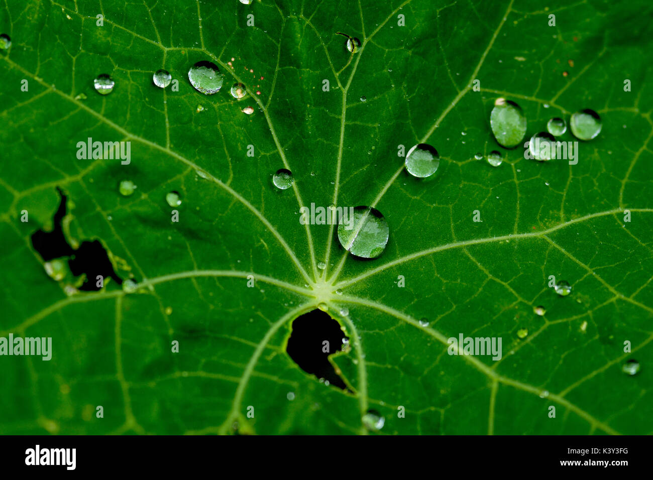 Les gouttelettes d'eau sur feuille de capucine - objectif macro - jardin Banque D'Images