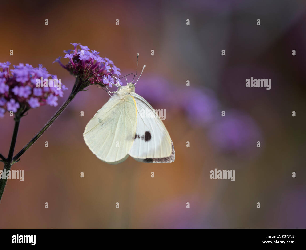 Papillon sur la Verveine bonariensis Banque D'Images