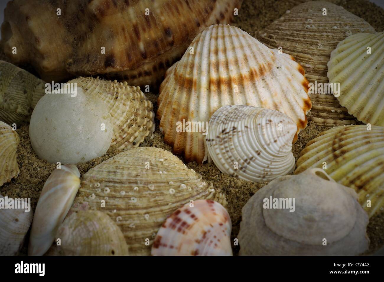 Coquillage sur la côte Croate Banque D'Images