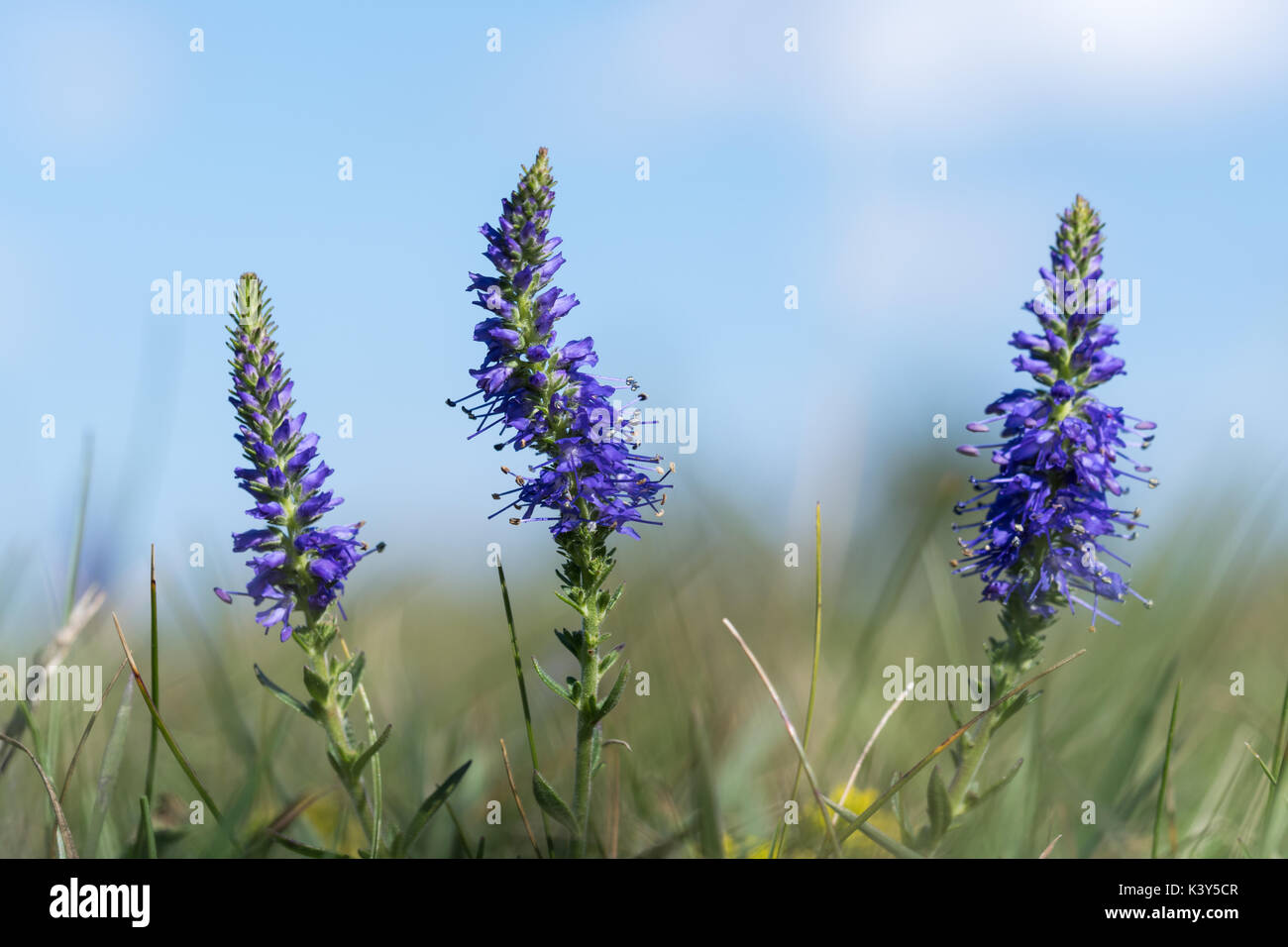 Fleurs d'été bleu libre à partir d'un angle faible Banque D'Images