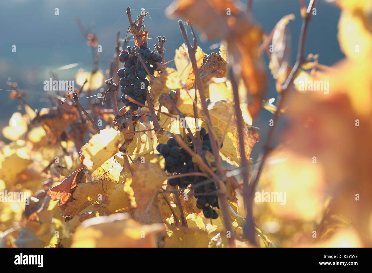 Pinot Noir à la fin de l'automne, la lumière du soleil sur un vignoble près de Hohentengen am Hochrhein, Bade-Wurtemberg, Allemagne Banque D'Images