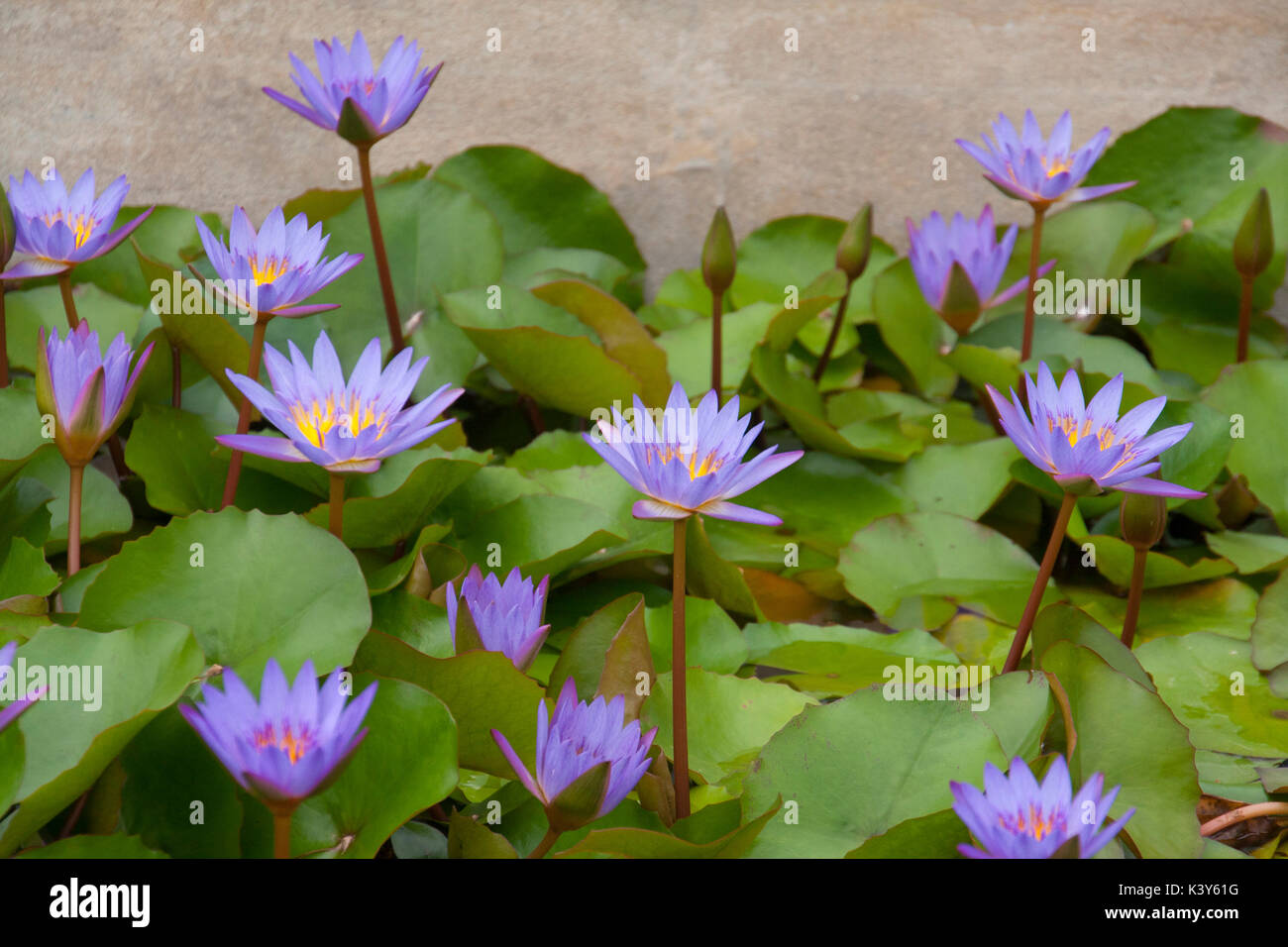 Les nénuphars au jardin d'eau, parc, musée de Latour-marliac au temple-sur-Lot france Banque D'Images