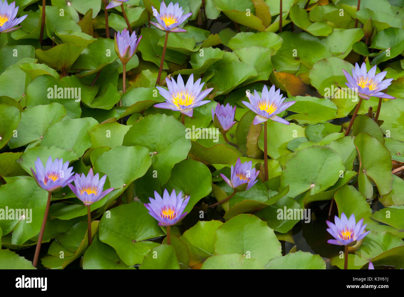 Les nénuphars au jardin d'eau, parc, musée de Latour-marliac au temple-sur-Lot france Banque D'Images