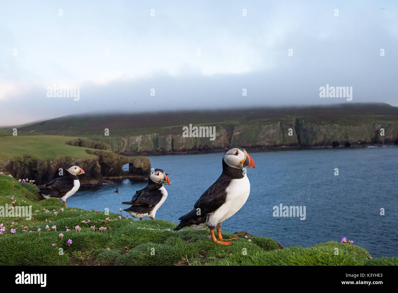 Les macareux écossais Banque D'Images