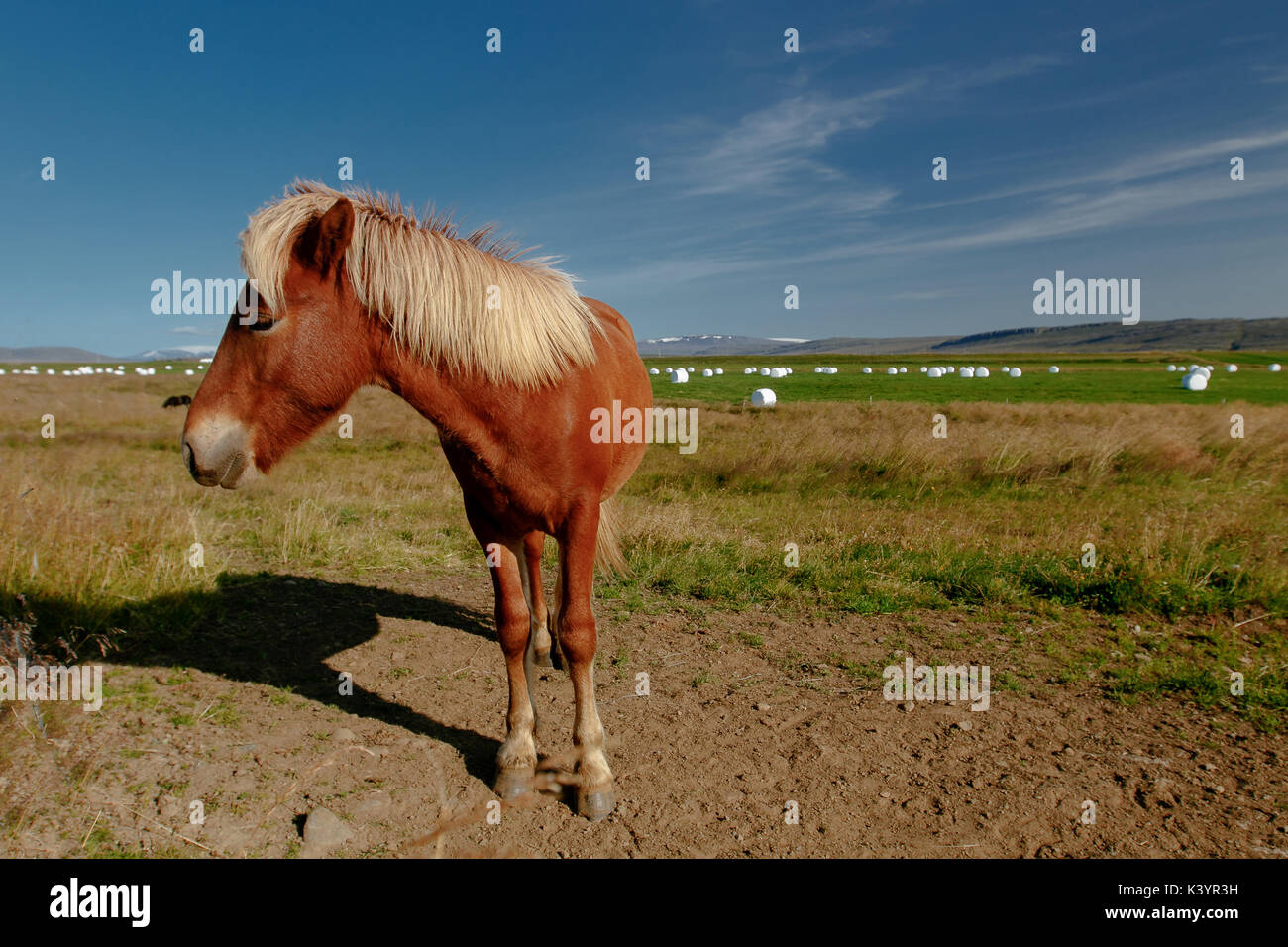 Icelandic Horse [Equus ferus caballus]. L'Islande. Banque D'Images