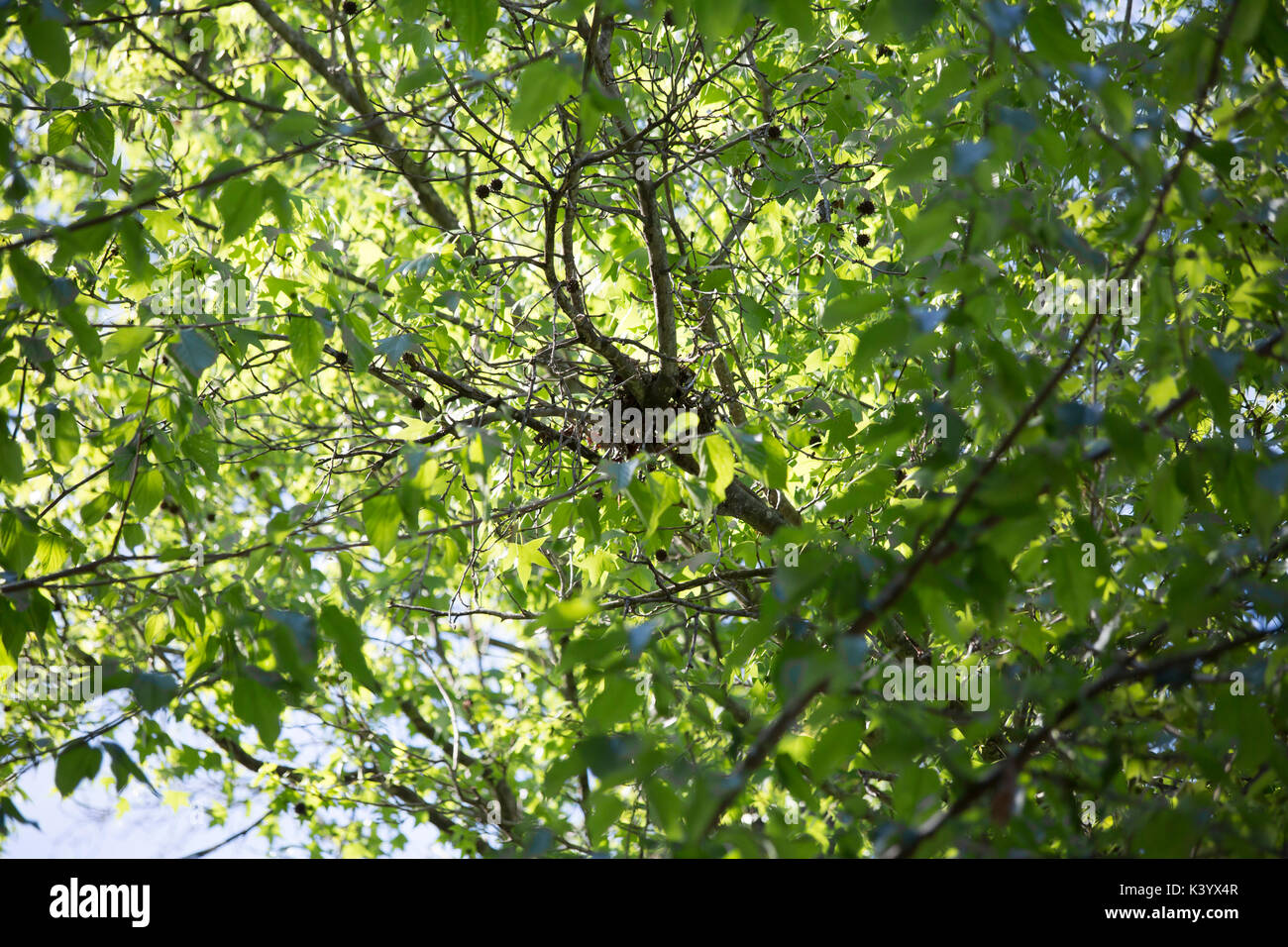 Close up of a bird's nest dans le spinrg Banque D'Images