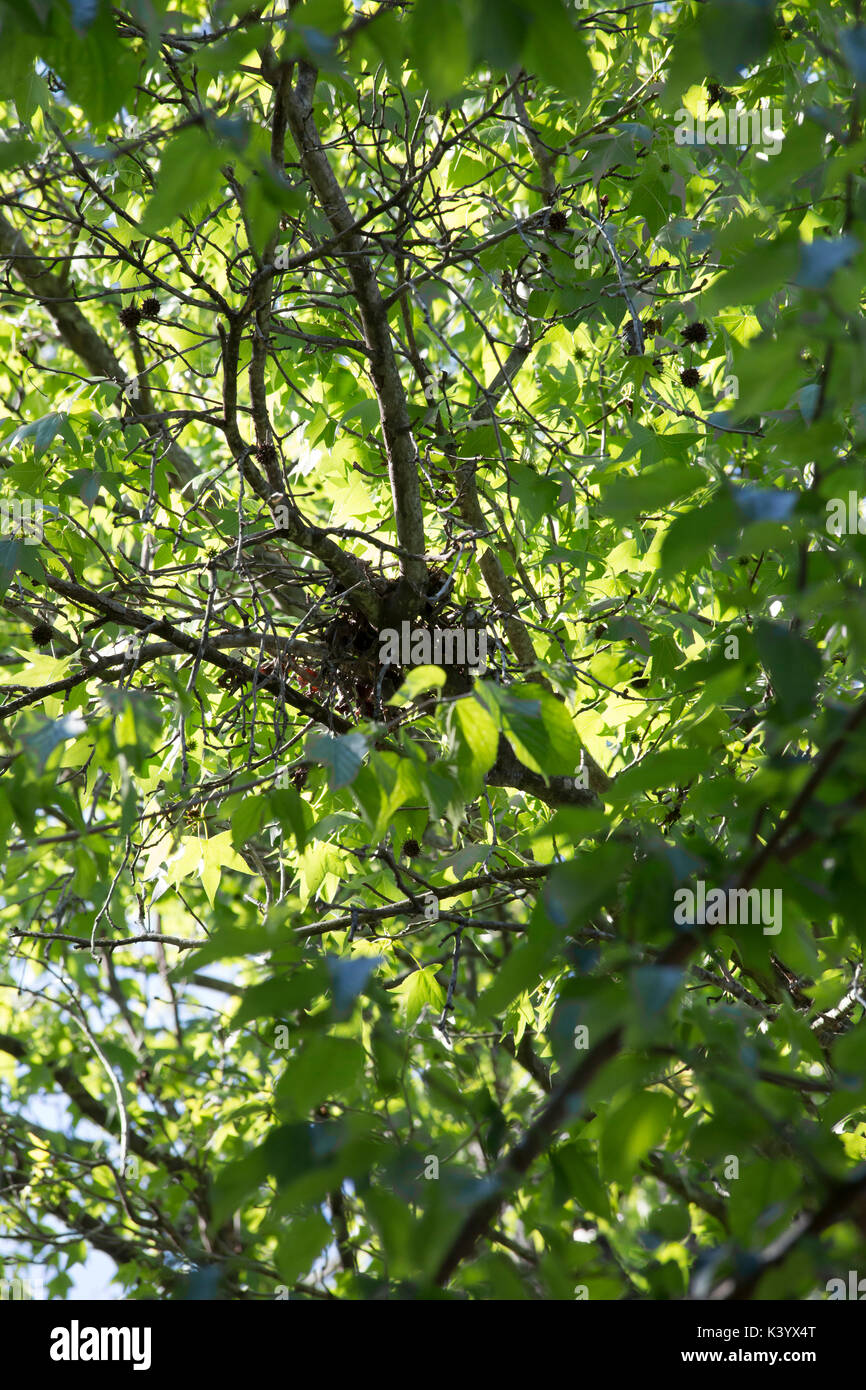 Close up of a bird's nest dans le spinrg Banque D'Images