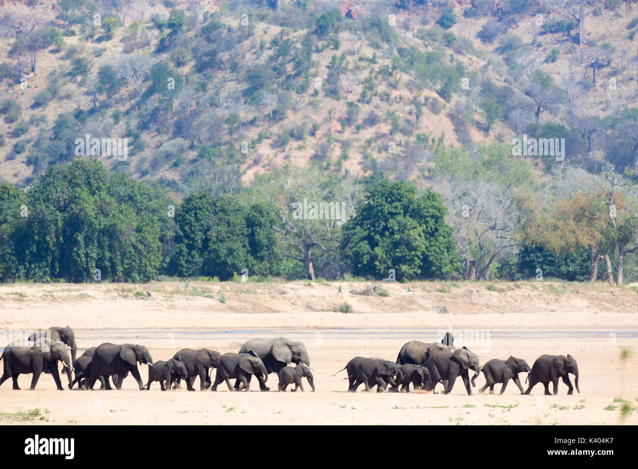 Grand troupeau de reproduction de l'éléphant (Loxodonta africana) traverser la plage étendue de la rivière Runde Banque D'Images