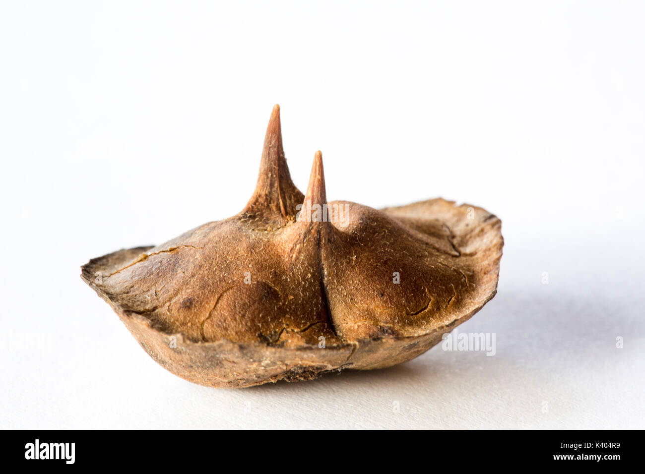 Dicerocaryum senecioides également savoir que Devil's thorn avec deux épines sur une base de graines en forme de bateau. Aussi connu comme Chikada (Shona) Devil thorn (Engl Banque D'Images