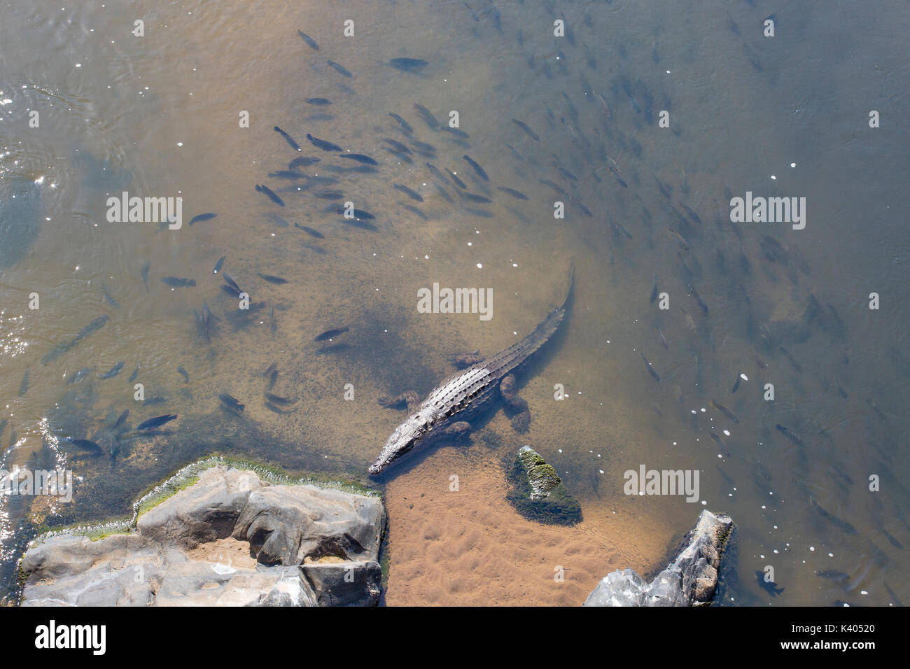 Vue aérienne d'un crocodile du Nil se reposant dans les eaux peu profondes avec une école de poisson Tilapia natation autour de lui dans la rivière Crocodile Banque D'Images