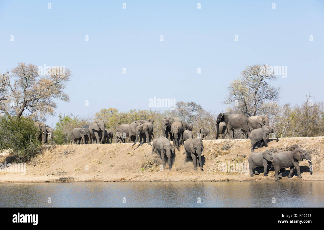 Troupeau d'éléphants d'Afrique (Loxodonta africana) marcher le long d'un mur de barrage à un étang Banque D'Images