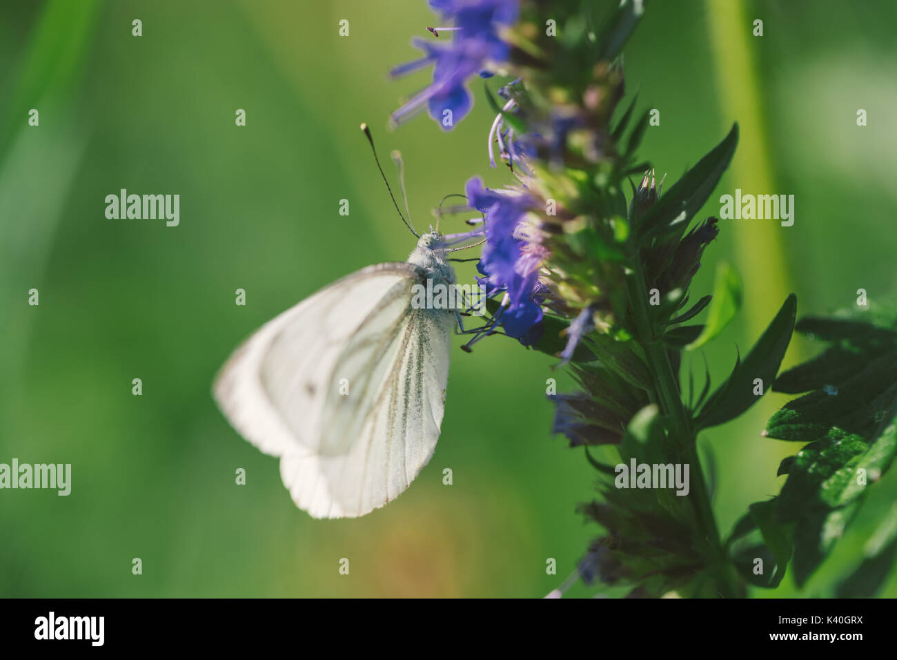 Grand européen femelle papillon blanc du chou et se nourrissent d'une fleur. Banque D'Images