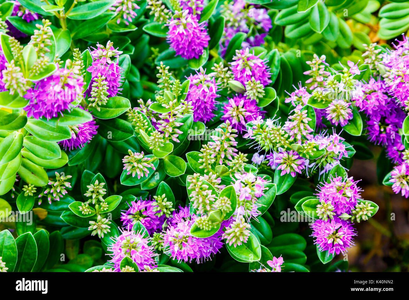 Bush de jardinage de la Nouvelle-Zélande, hebe hebe voyante voyantes ou-speedwell (Hebe speciosa). Banque D'Images