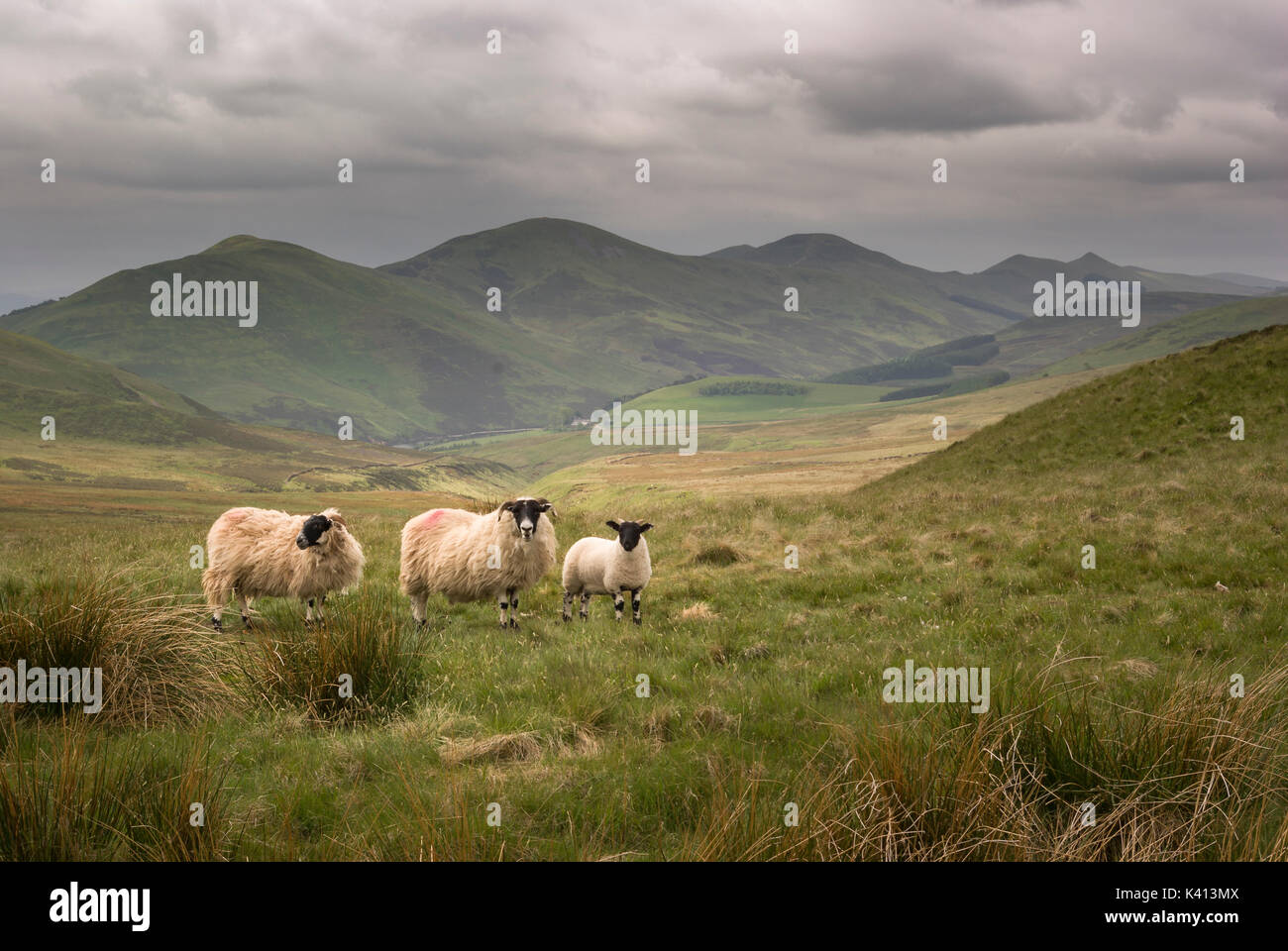 Vue depuis la colline de Allermuir deux Écossais Black face mouton et agneau) dans le Parc Régional Pentland Hills, Édimbourg, Écosse, Royaume-Uni Banque D'Images