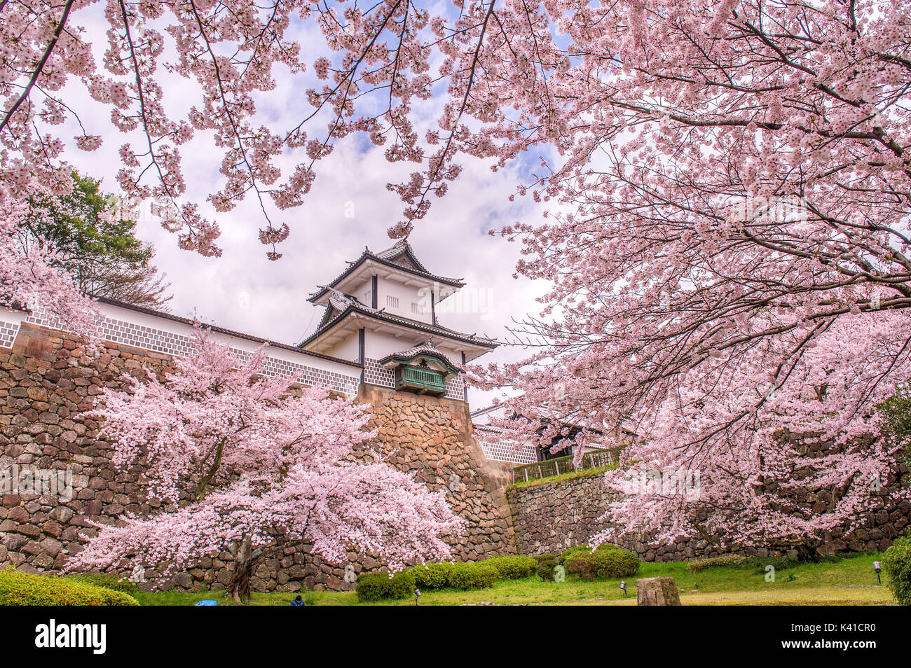 Les cerisiers en fleurs au Parc du Château de Kanazawa au Japon Banque D'Images