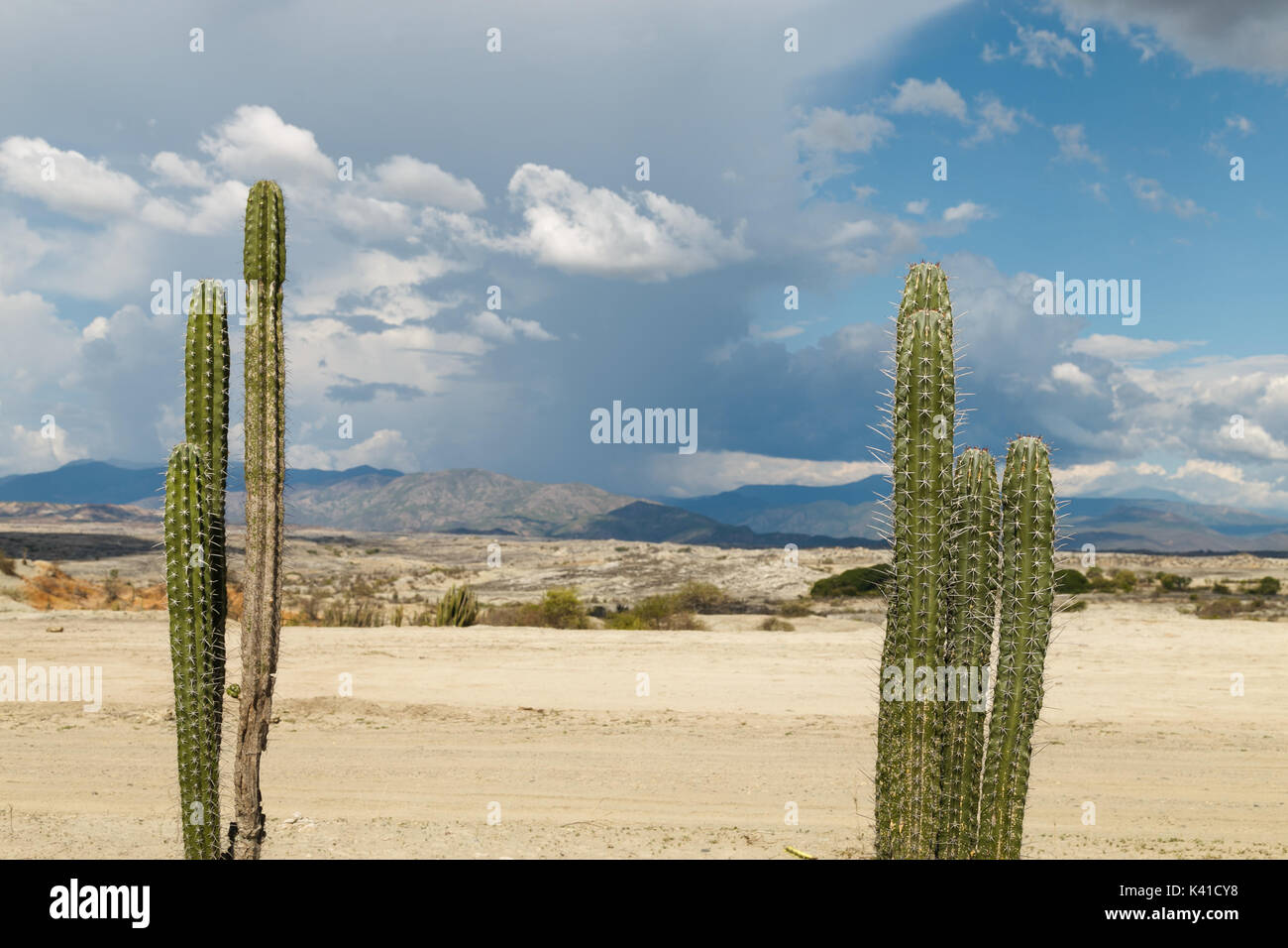 Big cactus dans le désert rouge, désert tatacoa, la Colombie, l'Amérique latine, de nuages et de sable, dans le désert de sable rouge Banque D'Images