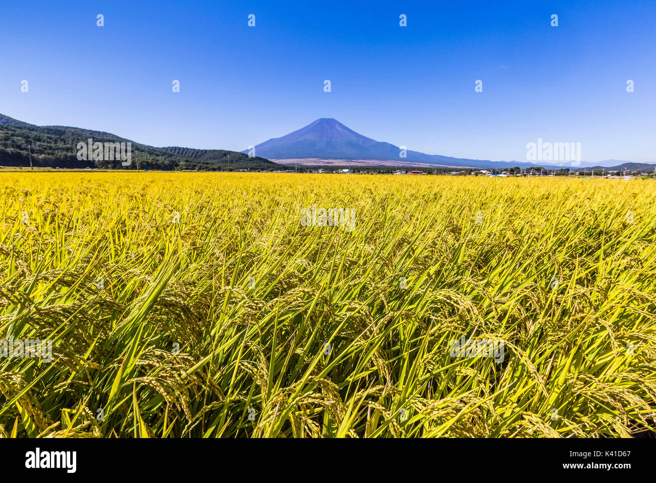 Champ de riz et de Mt. Fuji au Japon Banque D'Images