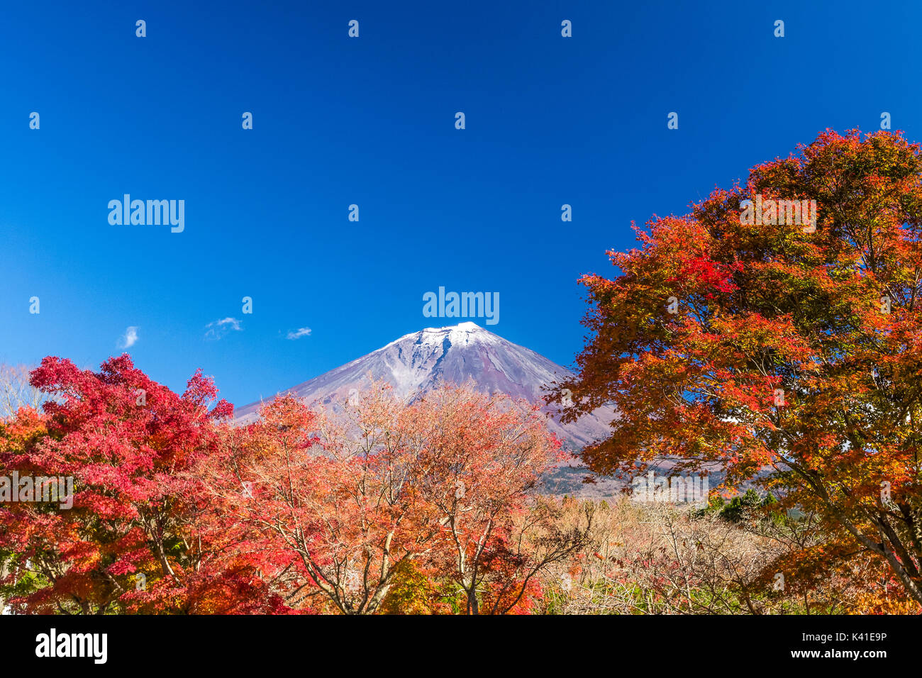 Mt. Fuji et les feuilles d'automne au Japon Banque D'Images