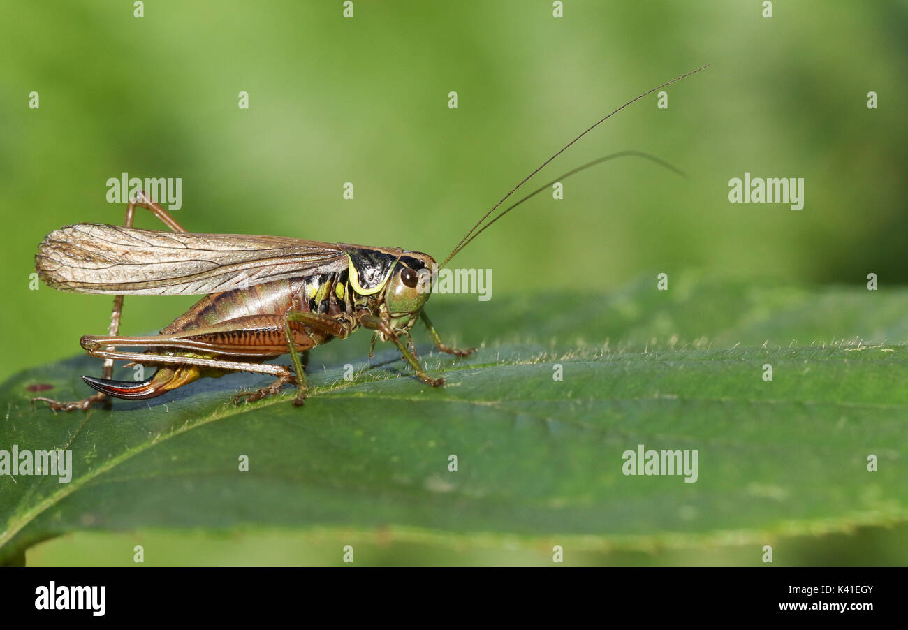 Un Bush-cricket de Roesel (Metrioptera roeselii) perché sur une feuille. Banque D'Images