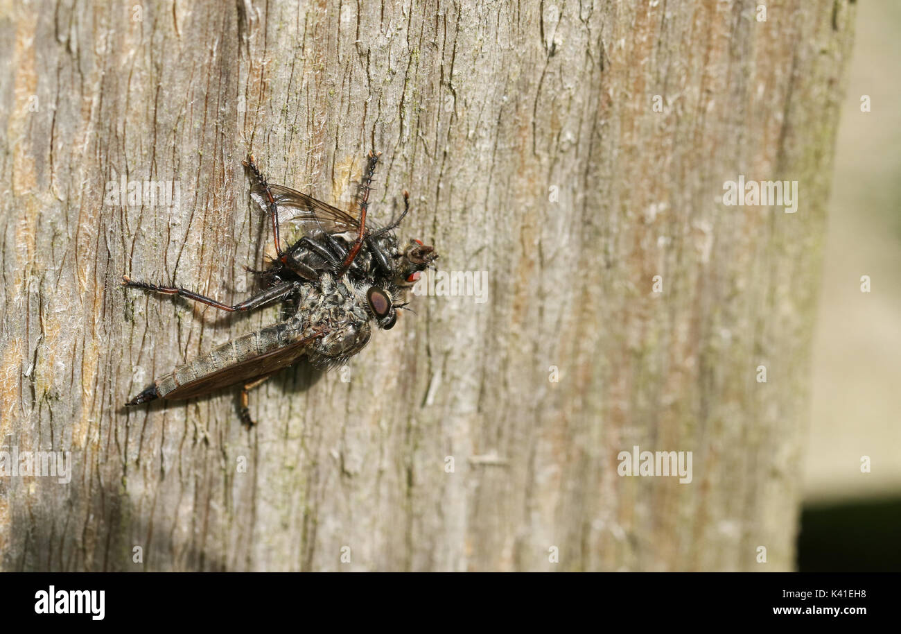 Un voleur voler (Machimus cingulatus) se nourrit de ses proies un autre avion. Banque D'Images