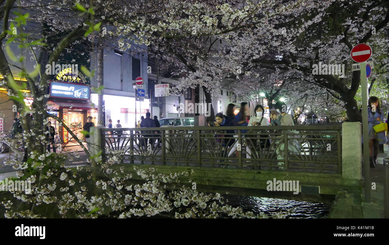 Kyoto, Jpana - Mars 28, 2015 : belle sakura saison dans la ville de Kyoto stree view avec beau pont pour le fond Banque D'Images