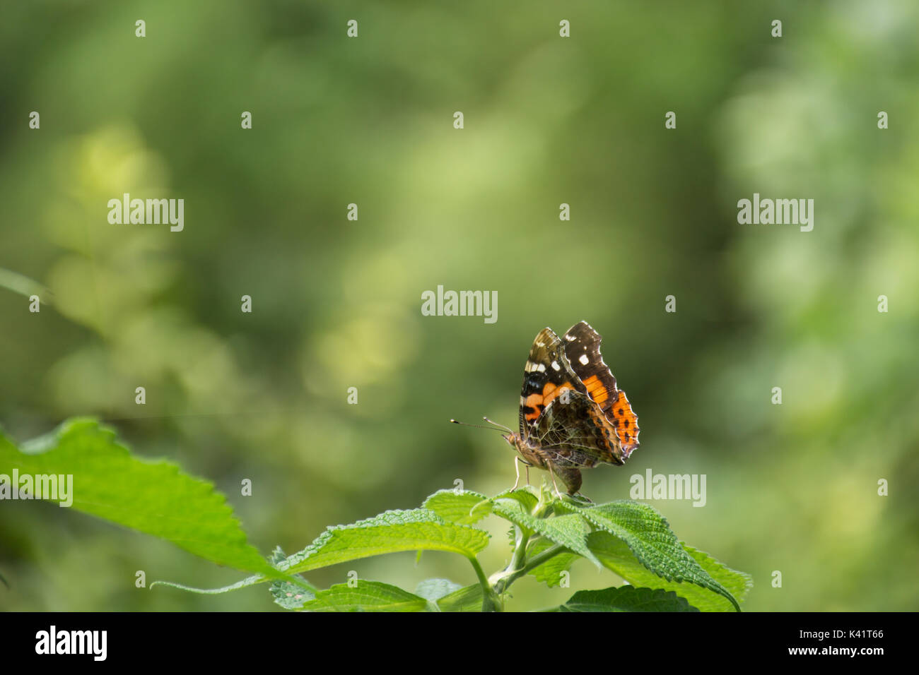 Papillon monarque sur plante verte dans un jardin Banque D'Images