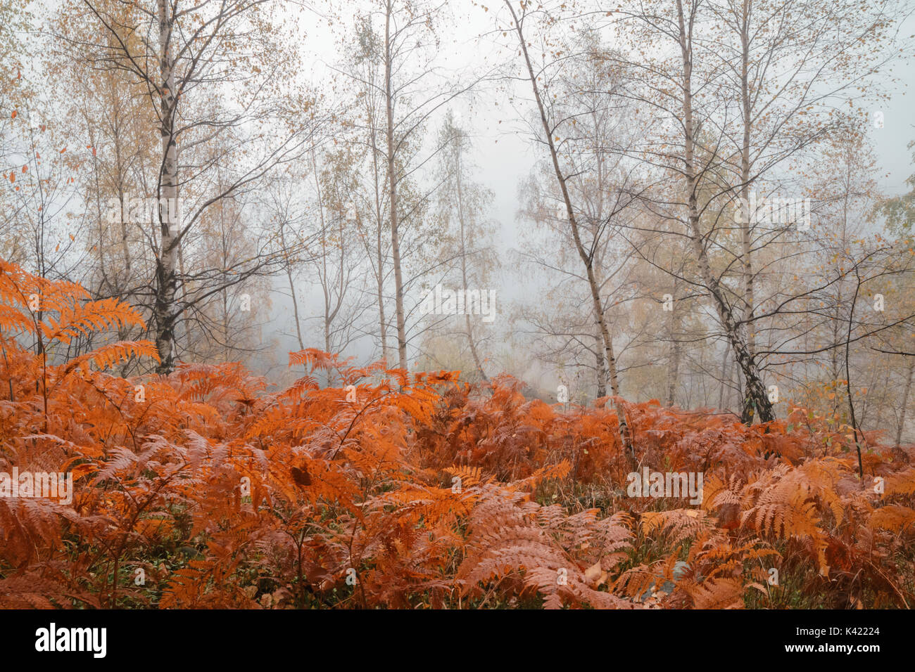 Forêt d'automne dans la brume matinale. Banque D'Images