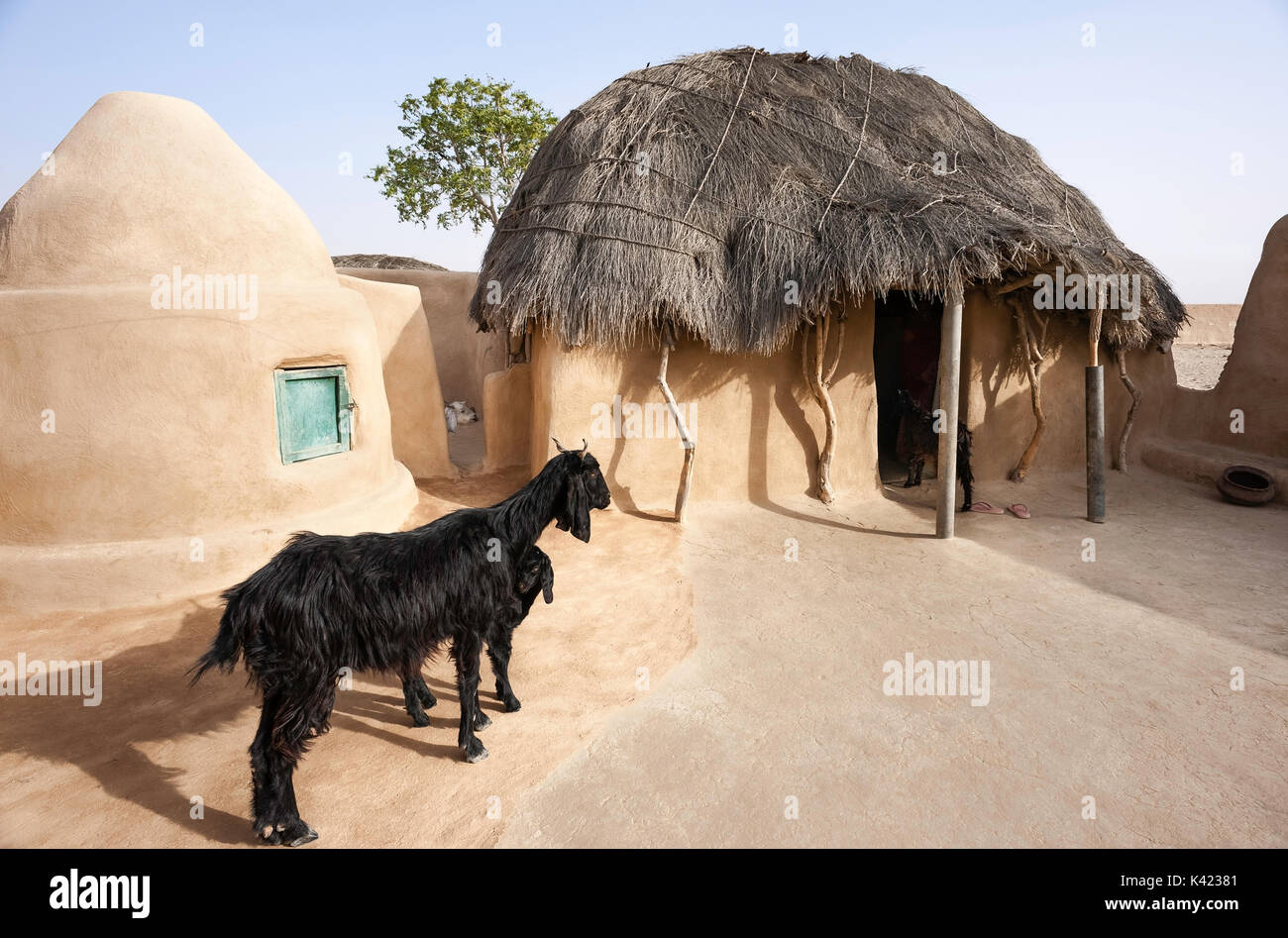 Un hameau traditionnel avec grenier et les chèvres domestiquées dans le désert de Thar par une belle journée ensoleillée près de Jaisalmer, Rajasthan, Inde. Banque D'Images