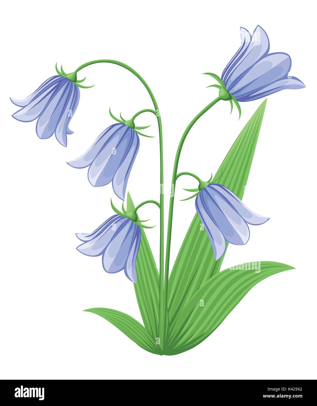 Bell-fleurs Campanula Hand drawn vector illustration de blue bell fleurs et bourgeons sur fond blanc. Illustration de Vecteur