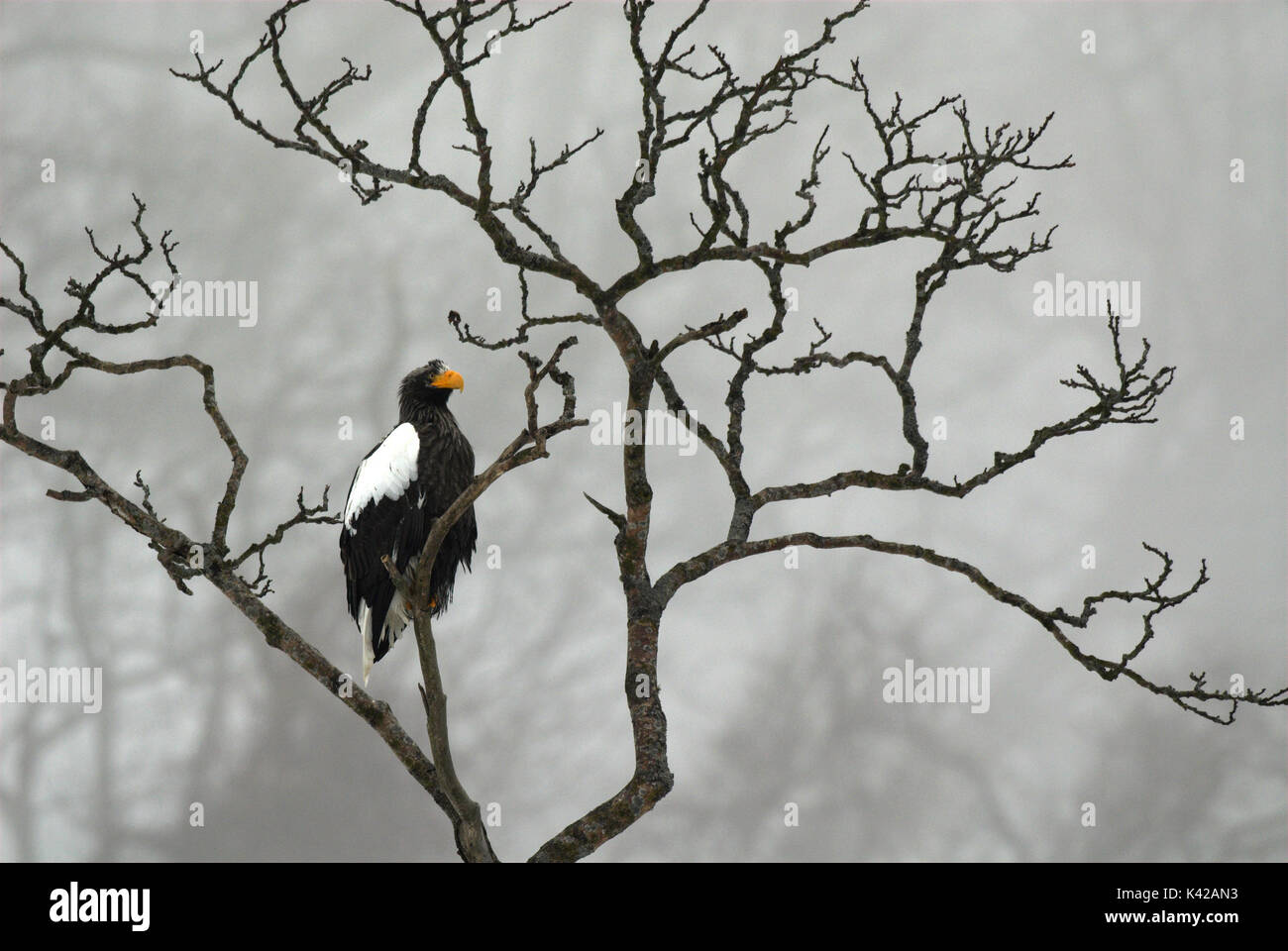 L'aigle de mer de Steller, Haliaeetus pelagicus, haut perchée dans les branches d'arbres, jour brumeux, la mer d'Okhotsk, Rausu, Hokkaido, Japon, Japonais, Asiatique, désert, Banque D'Images