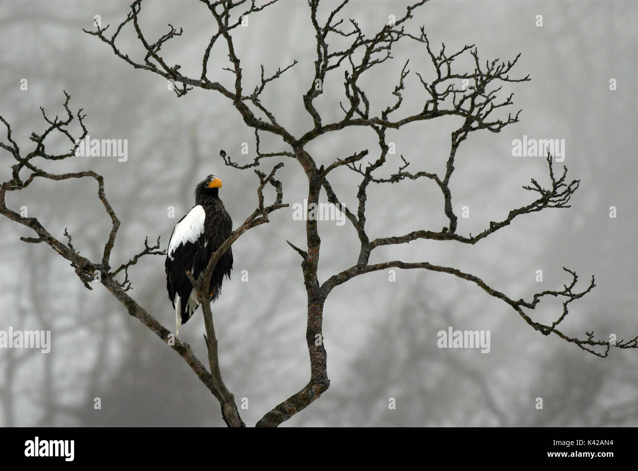 L'aigle de mer de Steller, Haliaeetus pelagicus, haut perchée dans les branches d'arbres, jour brumeux, la mer d'Okhotsk, Rausu, Hokkaido, Japon, Japonais, Asiatique, désert, Banque D'Images