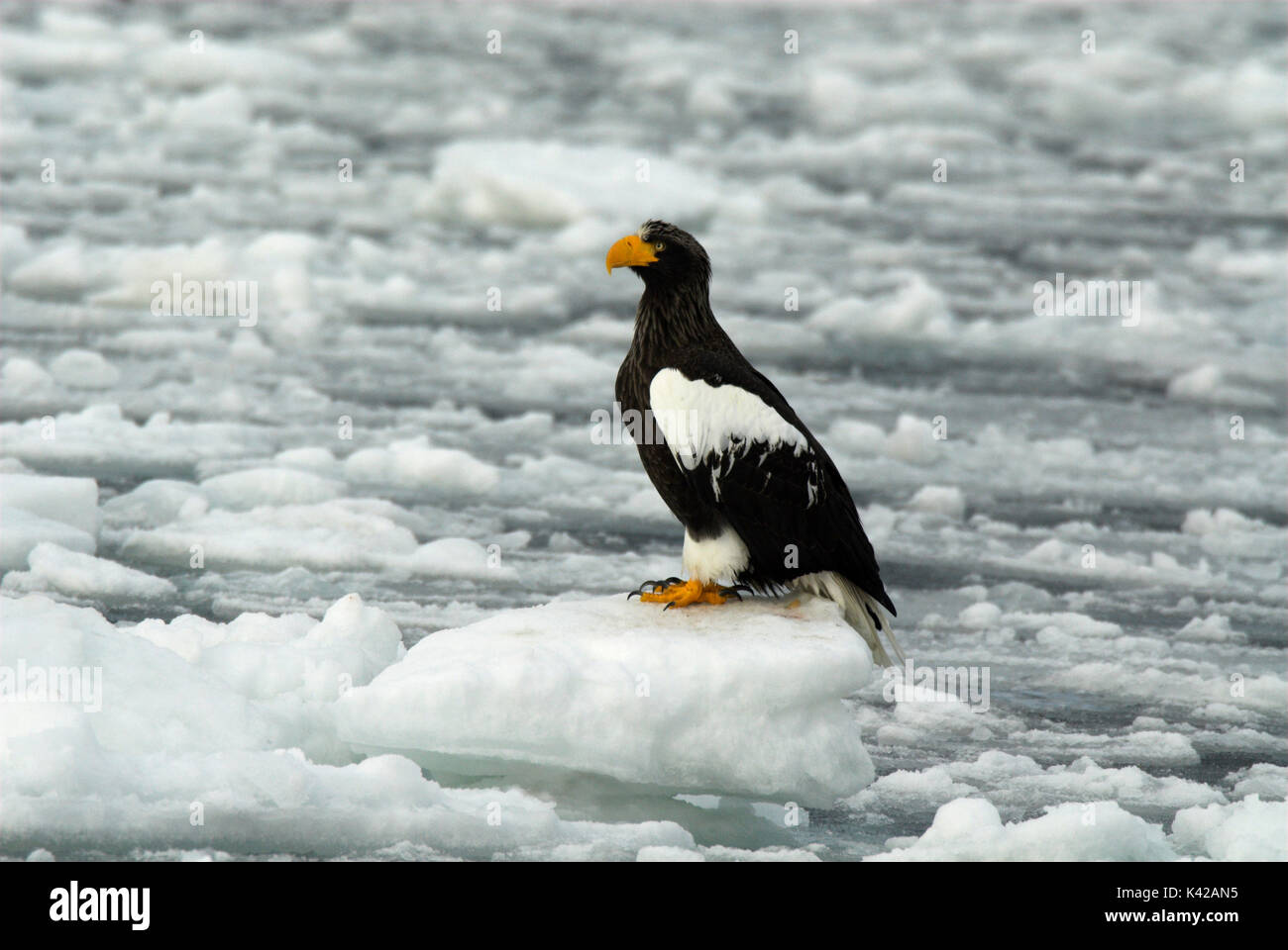 L'aigle de mer de Steller, Haliaeetus pelagicus, sur la banquise, mer d'Okhotsk, Rausu, Hokkaido, Japon, Japonais, Asiatique, désert, sauvage, sauvage, photograp Banque D'Images