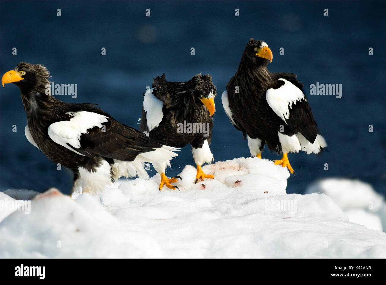 L'aigle de mer de Steller, Haliaeetus pelagicus, Groupe sur la banquise, mer d'Okhotsk, Rausu, Hokkaido, Japon, Japonais, Asiatique, désert, sauvage, sauvage, pho Banque D'Images
