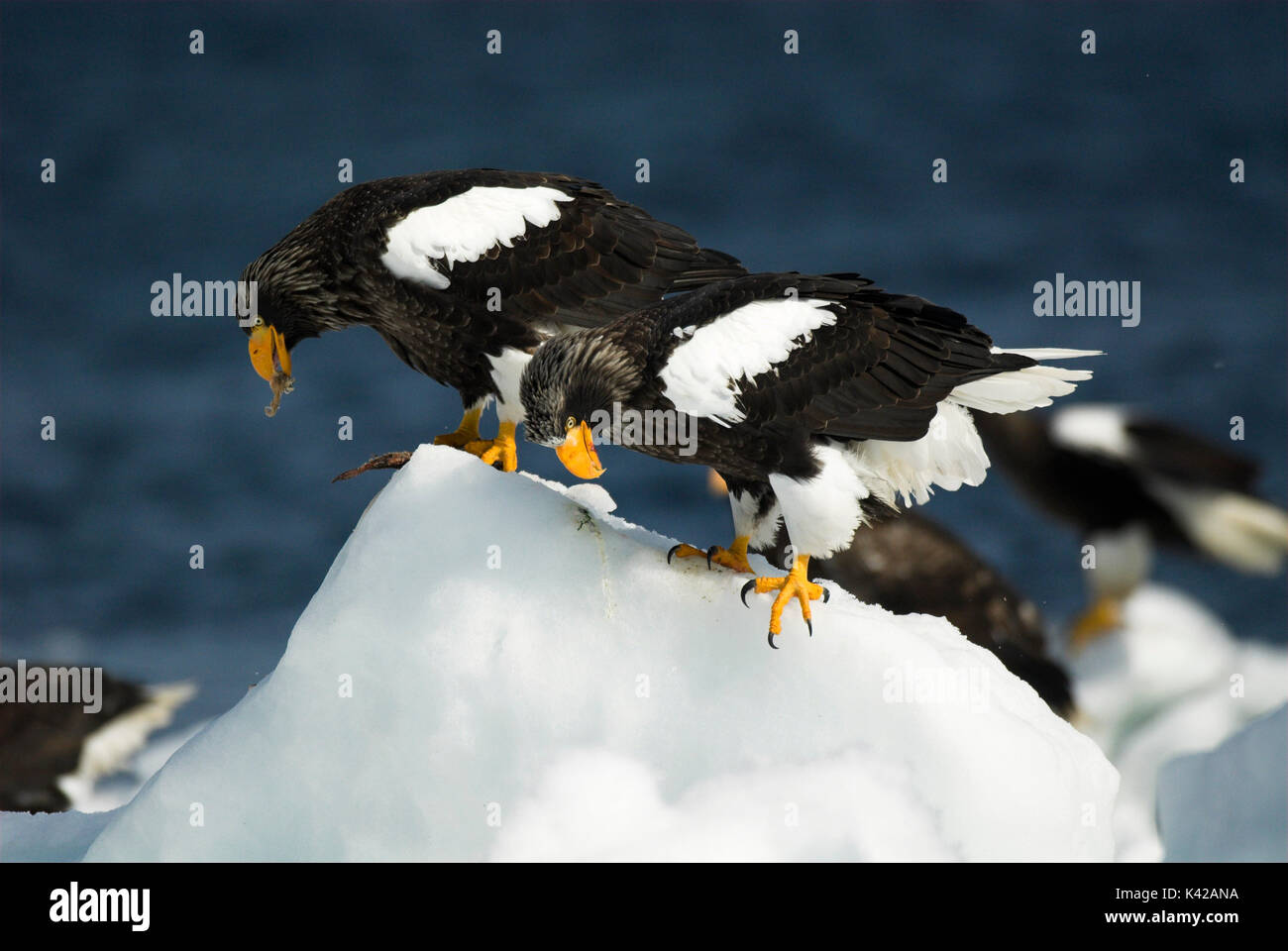 L'aigle de mer de Steller, Haliaeetus pelagicus, paire à se nourrir de poissons sur la banquise de la mer, Mer d'Okhotsk, Rausu, Hokkaido, Japon, Japonais, Asiatique, désert, wil Banque D'Images