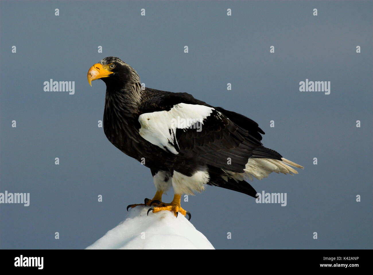 L'aigle de mer de Steller, Haliaeetus pelagicus, sur la banquise, mer d'Okhotsk, Rausu, Hokkaido, Japon, Japonais, Asiatique, désert, sauvage, sauvage, photograp Banque D'Images