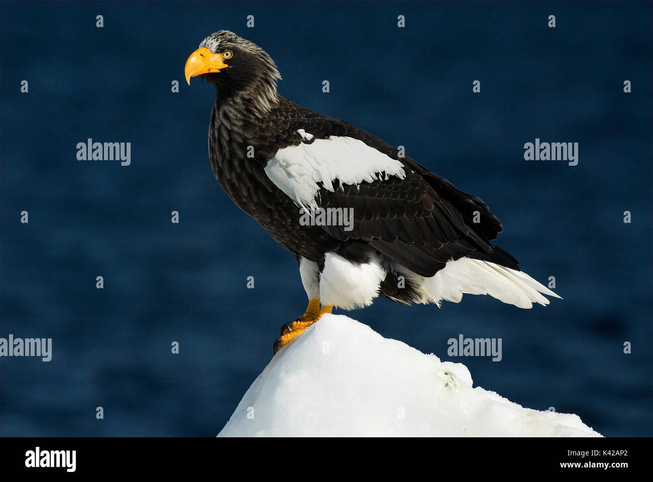 L'aigle de mer de Steller, Haliaeetus pelagicus, sur la banquise, mer d'Okhotsk, Rausu, Hokkaido, Japon, Japonais, Asiatique, désert, sauvage, sauvage, photograp Banque D'Images