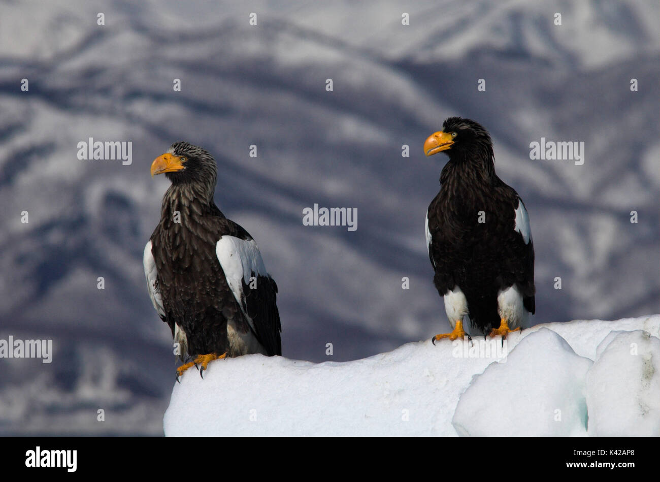 L'aigle de mer de Steller, Haliaeetus pelagicus, paire sur la banquise de la mer, Mer d'Okhotsk, Rausu, Hokkaido, Japon, Japonais, Asiatique, désert, sauvage, sauvage, phot Banque D'Images