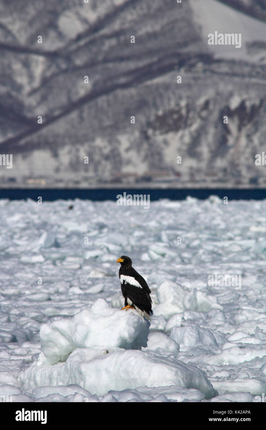 L'aigle de mer de Steller, Haliaeetus pelagicus, des profils sur la banquise de la mer, Mer d'Okhotsk, Rausu, Hokkaido, Japon, Japonais, Asiatique, désert, sauvage, sauvage, pho Banque D'Images