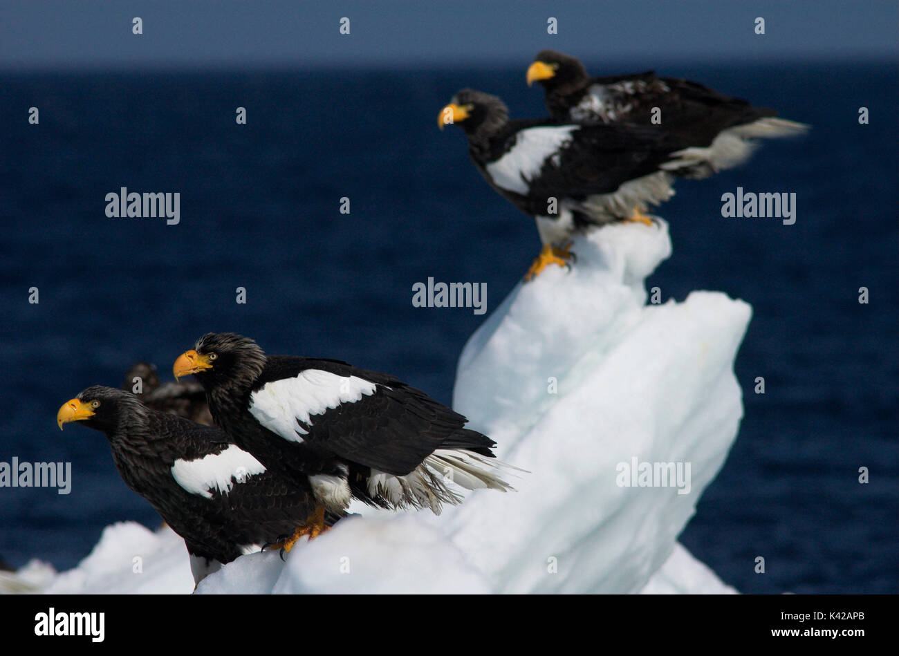 L'aigle de mer de Steller, Haliaeetus pelagicus, groupe d'adultes sur la banquise, mer d'Okhotsk, Rausu, Hokkaido, Japon, Japonais, Asiatique, désert, sauvage, ONU Banque D'Images