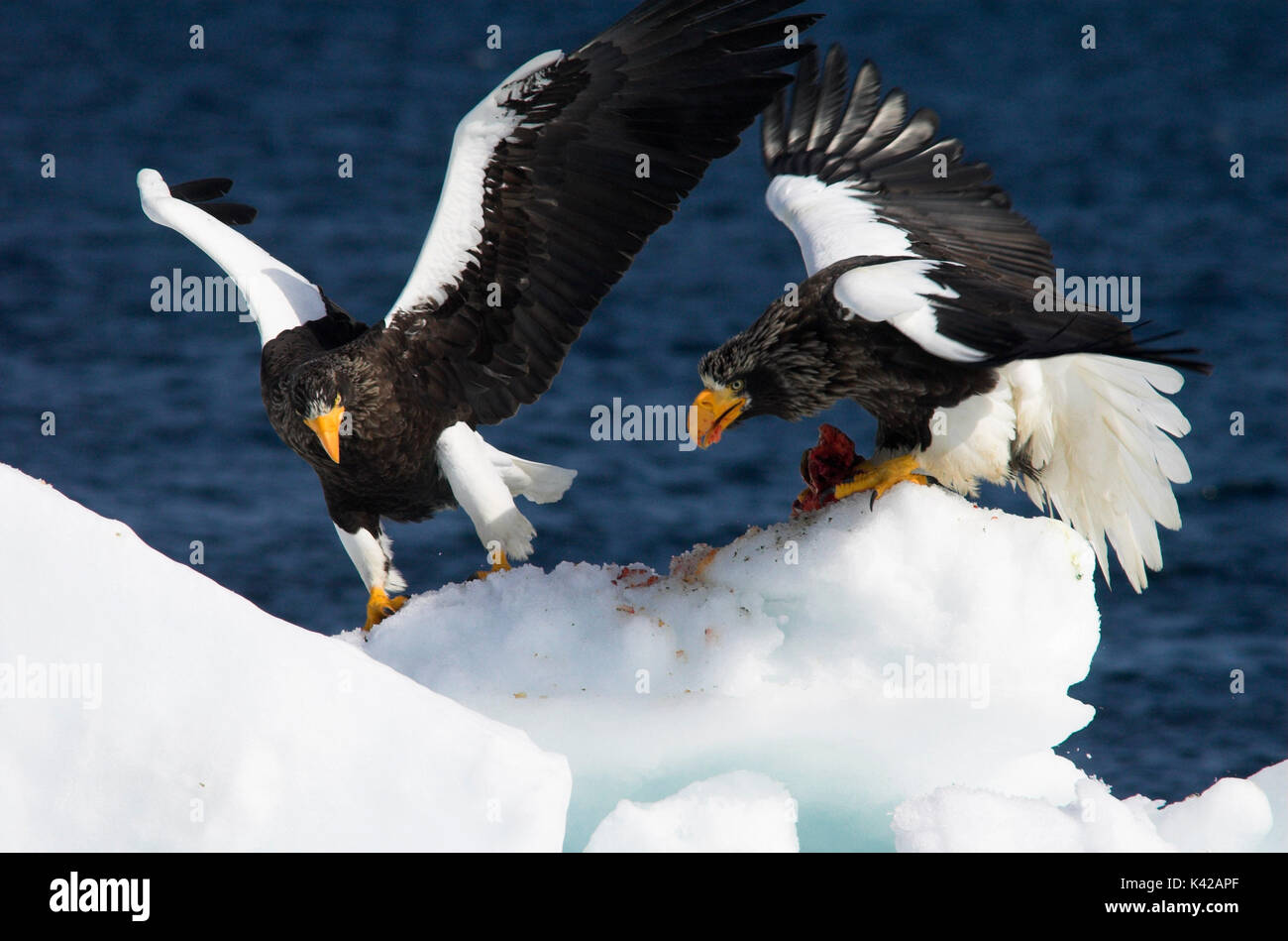 L'aigle de mer de Steller, Haliaeetus pelagicus, paire d'adultes se nourrissent de poissons, de querelles, combats, sur la banquise, mer d'Okhotsk, Rausu, Hokkaido, Japon, Banque D'Images