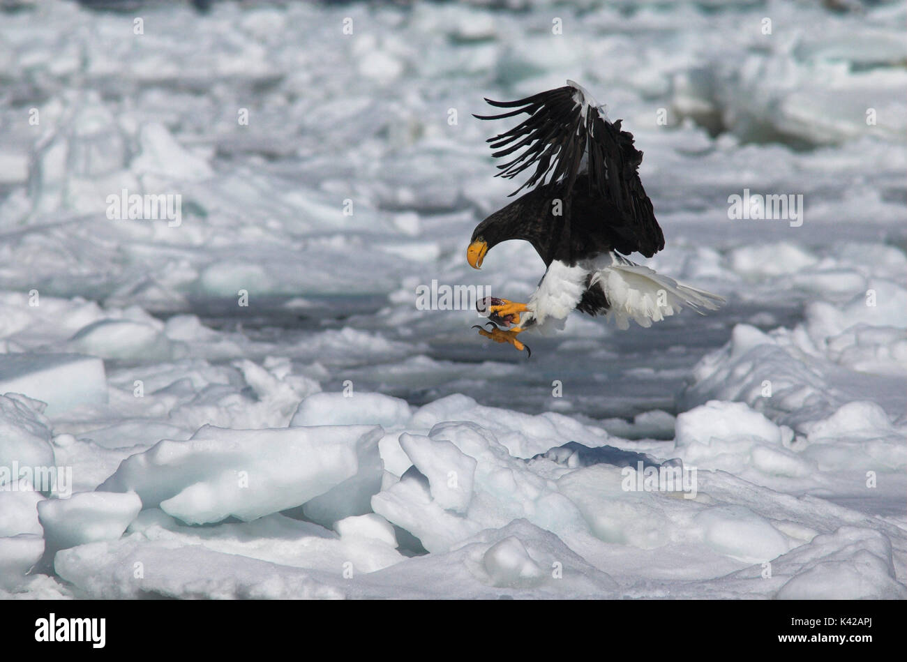 L'aigle de mer de Steller, Haliaeetus pelagicus, arrivant sur la terre avec des poissons sur la banquise de la mer, Mer d'Okhotsk, Rausu, Hokkaido, Japon, Japonais, Asiatique, wilderne Banque D'Images