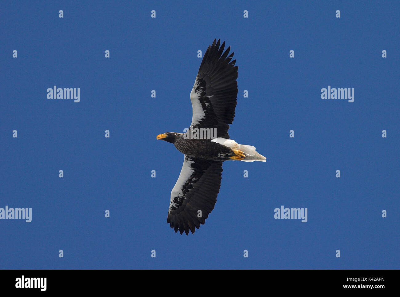 L'aigle de mer de Steller, Haliaeetus pelagicus, en vol, battant contre le fond de ciel bleu, mer d'Okhotsk, Rausu, Hokkaido, Japon, Japonais, Asiatique, Wilder Banque D'Images