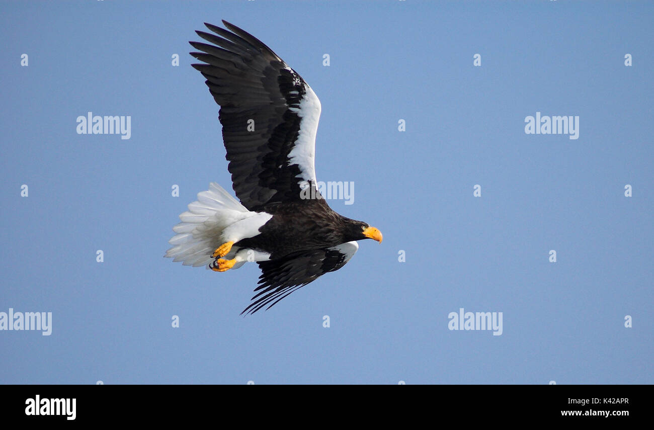 L'aigle de mer de Steller, Haliaeetus pelagicus, en vol, battant contre le fond de ciel bleu, mer d'Okhotsk, Rausu, Hokkaido, Japon, Japonais, Asiatique, Wilder Banque D'Images