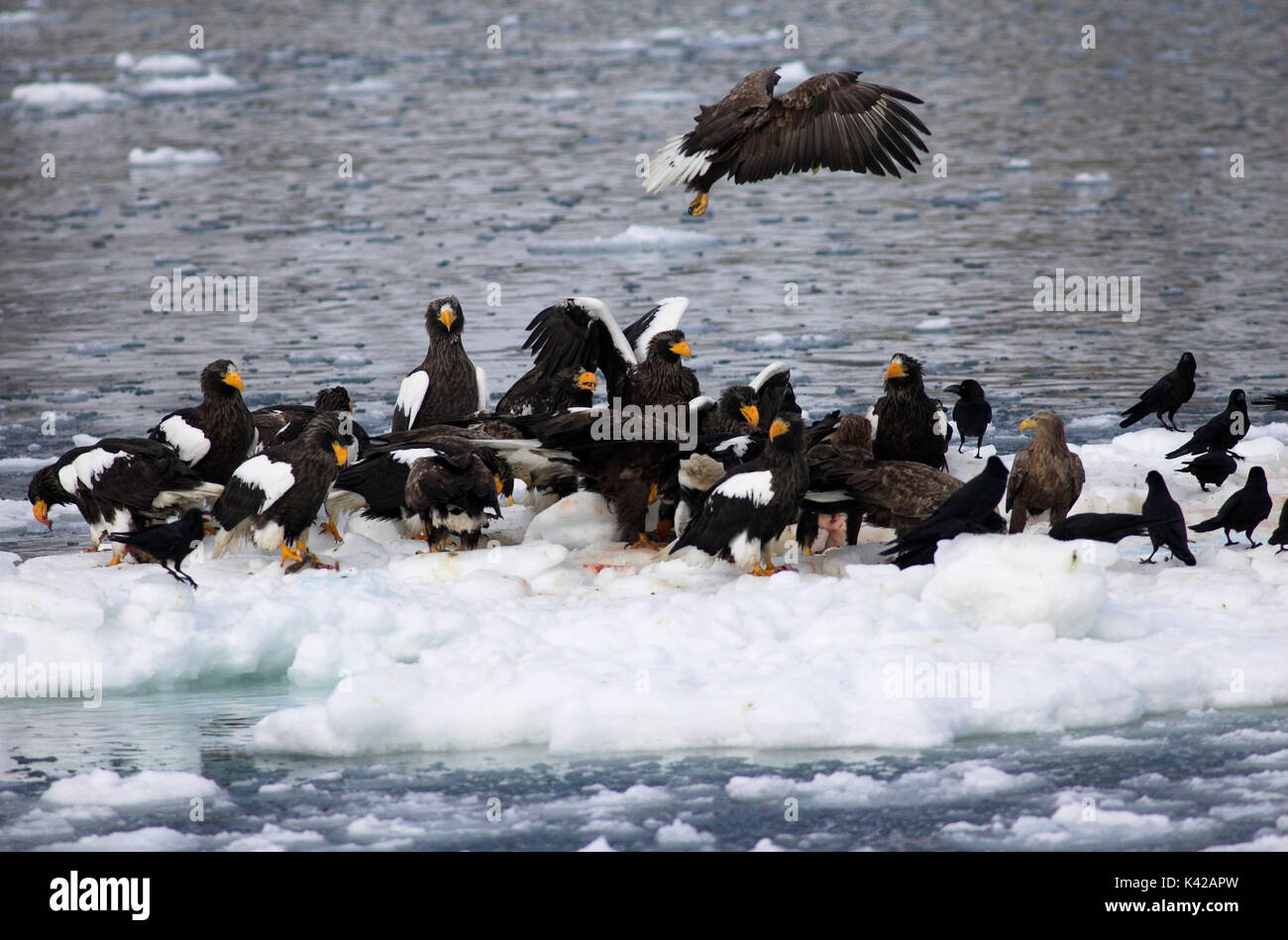 L'aigle de mer de Steller, Haliaeetus pelagicus, Groupe sur la banquise, mer d'Okhotsk, Rausu, Hokkaido, Japon, Japonais, Asiatique, désert, sauvage, sauvage, pho Banque D'Images