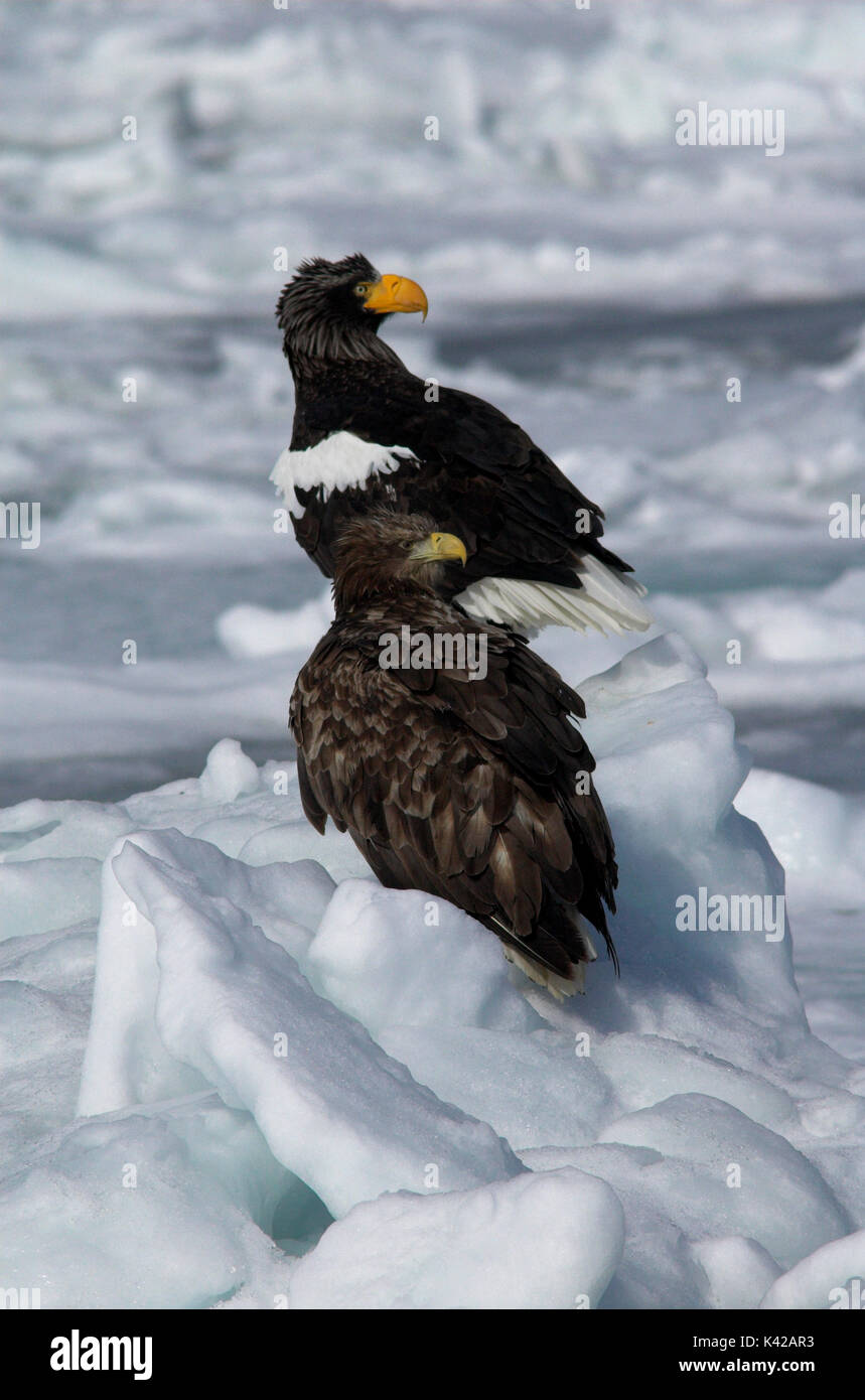 L'aigle de mer de Steller, Haliaeetus pelagicus, jeunes et adultes sur la banquise, mer d'Okhotsk, Rausu, Hokkaido, Japon, Japonais, Asiatique, désert, sauvage, ONU Banque D'Images