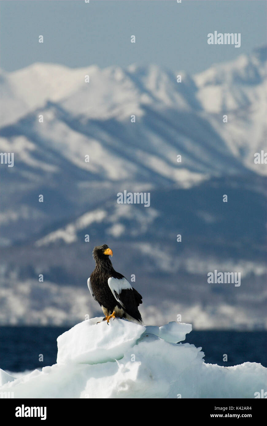 L'aigle de mer de Steller, Haliaeetus pelagicus, sur la banquise, mer d'Okhotsk, Rausu, Hokkaido, Japon, Japonais, Asiatique, désert, sauvage, sauvage, photograp Banque D'Images