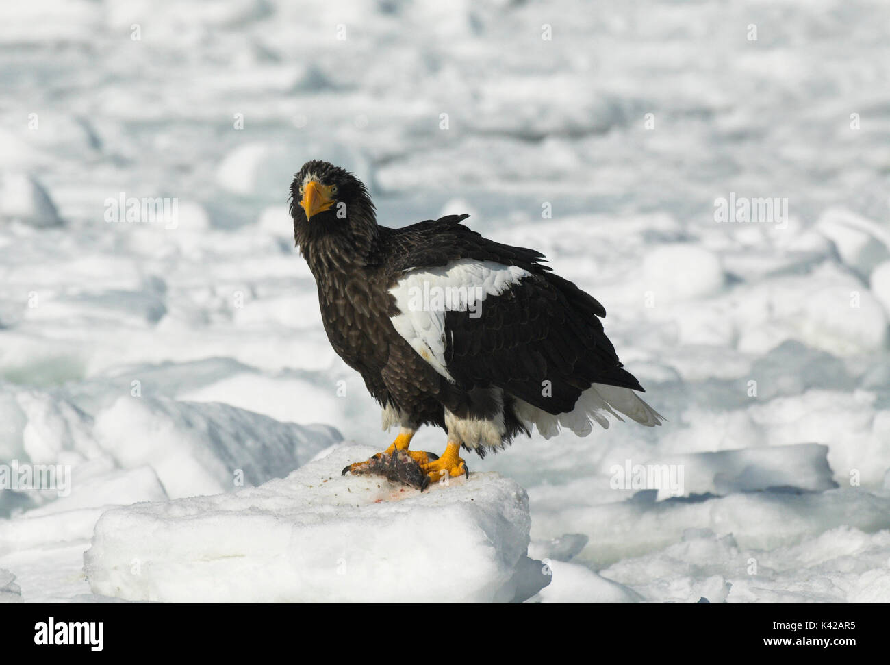 L'aigle de mer de Steller, Haliaeetus pelagicus, sur la banquise, mer d'Okhotsk, Rausu, Hokkaido, Japon, Japonais, Asiatique, désert, sauvage, sauvage, photograp Banque D'Images
