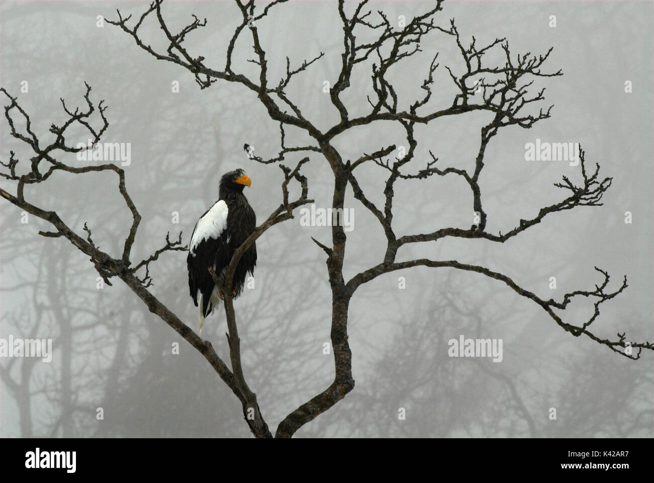 L'aigle de mer de Steller, Haliaeetus pelagicus, haut perchée dans les branches d'arbres, jour brumeux, la mer d'Okhotsk, Rausu, Hokkaido, Japon, Japonais, Asiatique, désert, Banque D'Images
