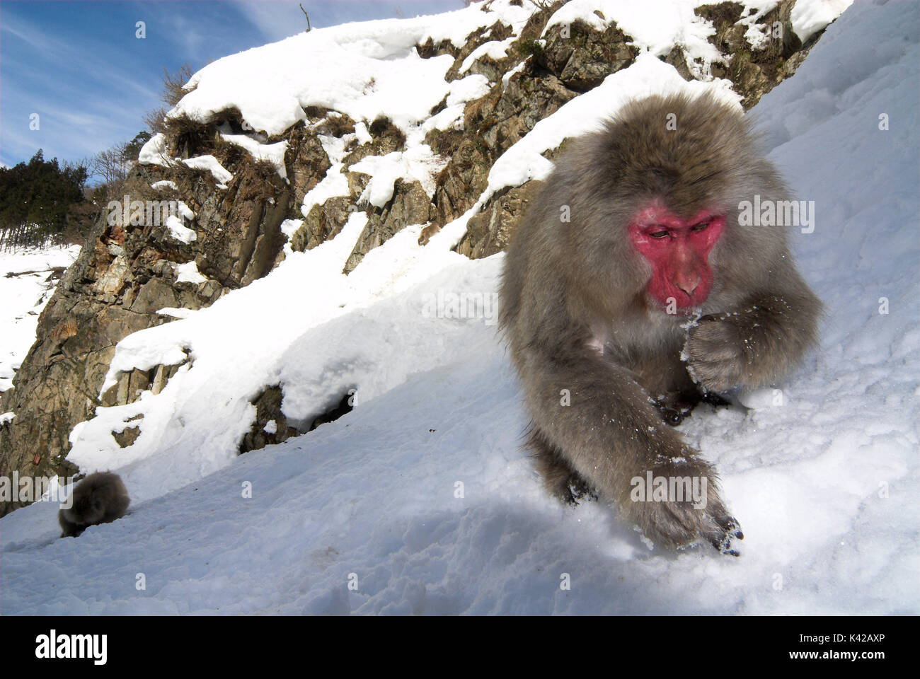 Macaque japonais, Macaca fuscata, adultes, de nourriture dans la neige de l'alimentation, de l'eau chaude du printemps, Jigokudani National Park, Nagano, Honshu, l'Asie, les primates, les vieux ne Banque D'Images