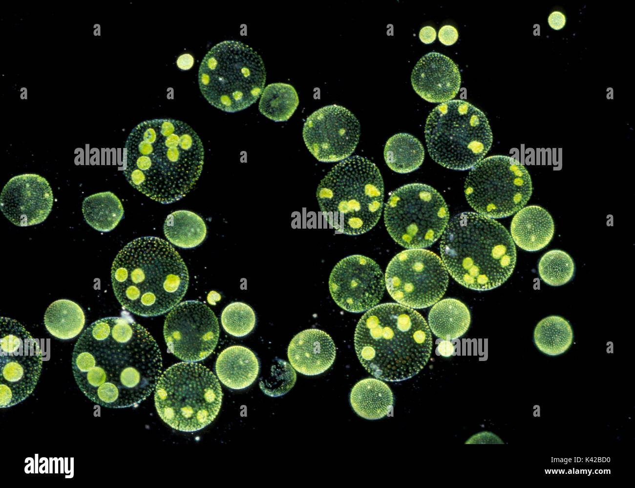 Volvox aureus, plancton végétal, étang, eau, microscopiques, macro, algues vertes, photosynthèse, colonie. Banque D'Images